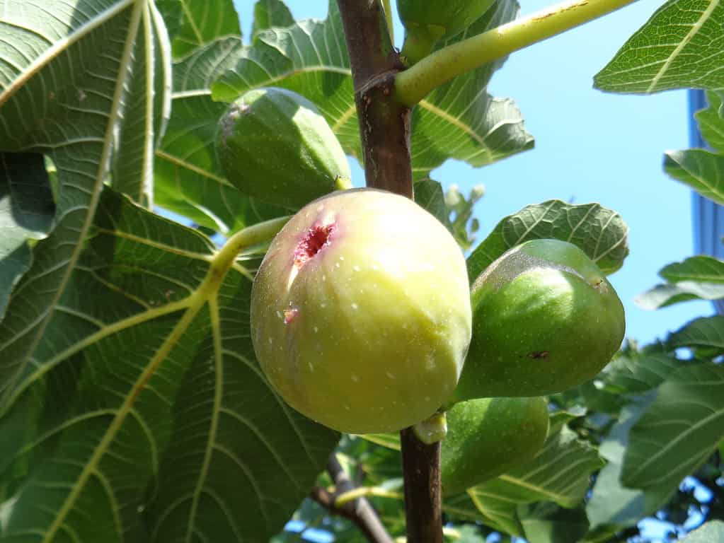 Figs on a branch, grown in Croatia