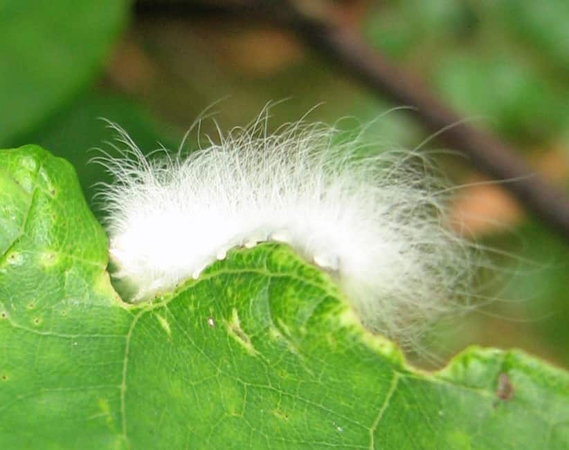 Spotted Apatelodes Caterpillar