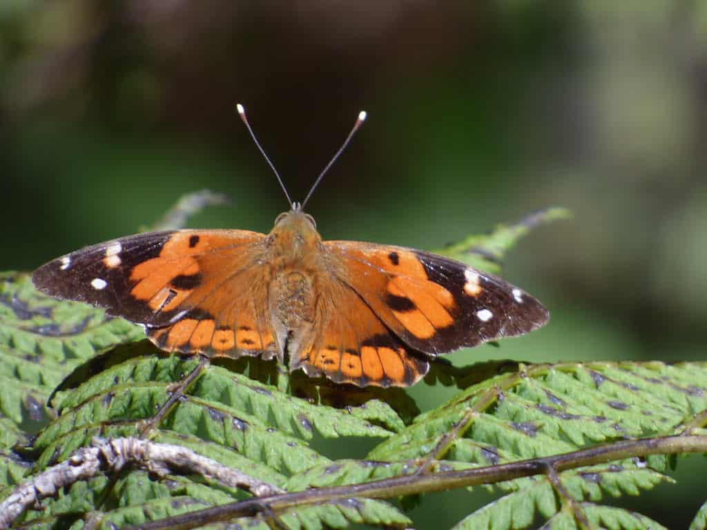 Kamehameha Butterfly Vanessa tameamea