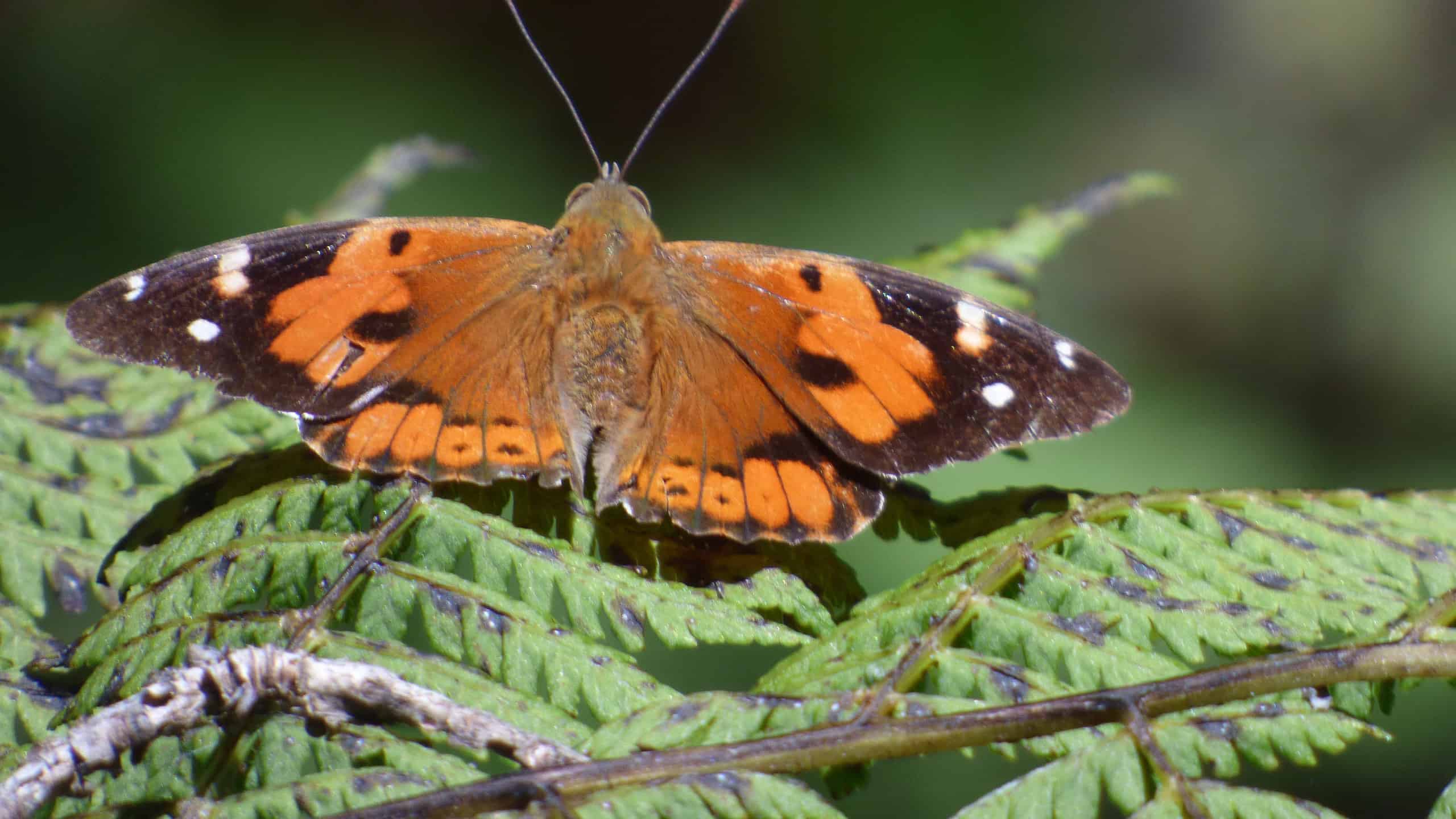 Kamehameha Butterfly Vanessa tameamea