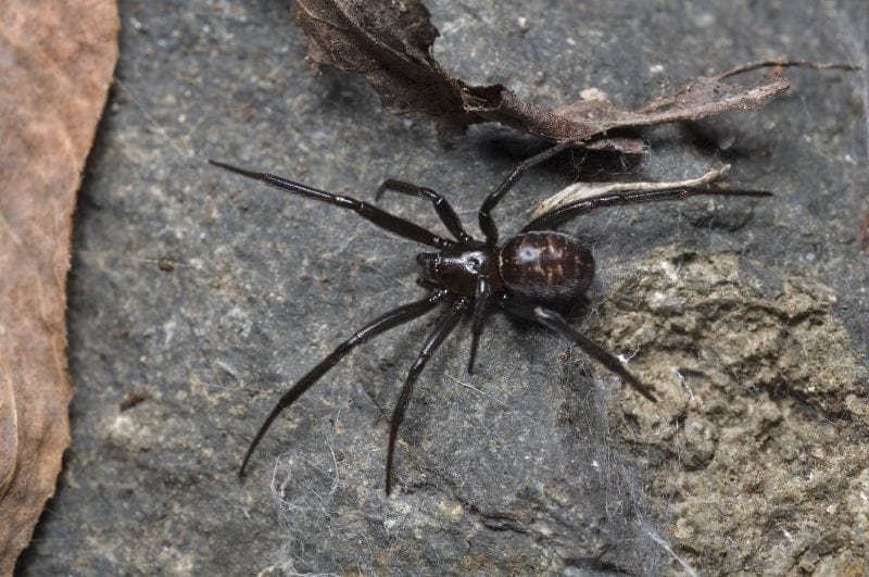 Common names include the black cobweb spider, brown house spider, cupboard spider. Also known as Female False Katipo spider Steatoda capensis