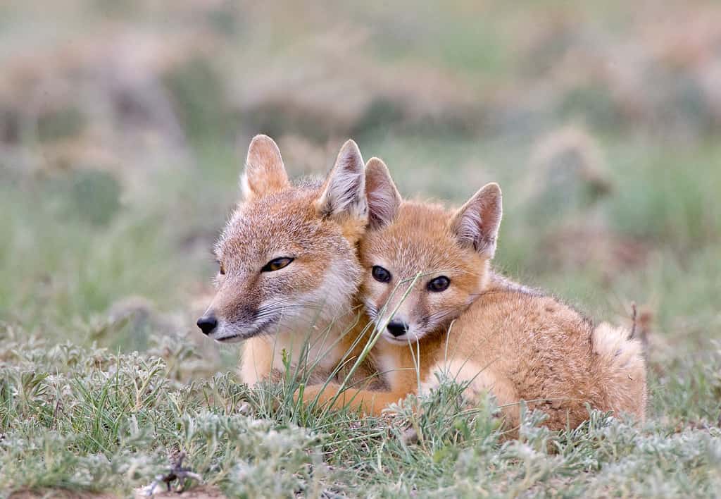 Swift foxes are smaller than other foxes in Texas