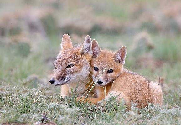 Foxes in Texas: Types and Where They Live