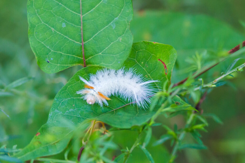 Sycamore tussock moth