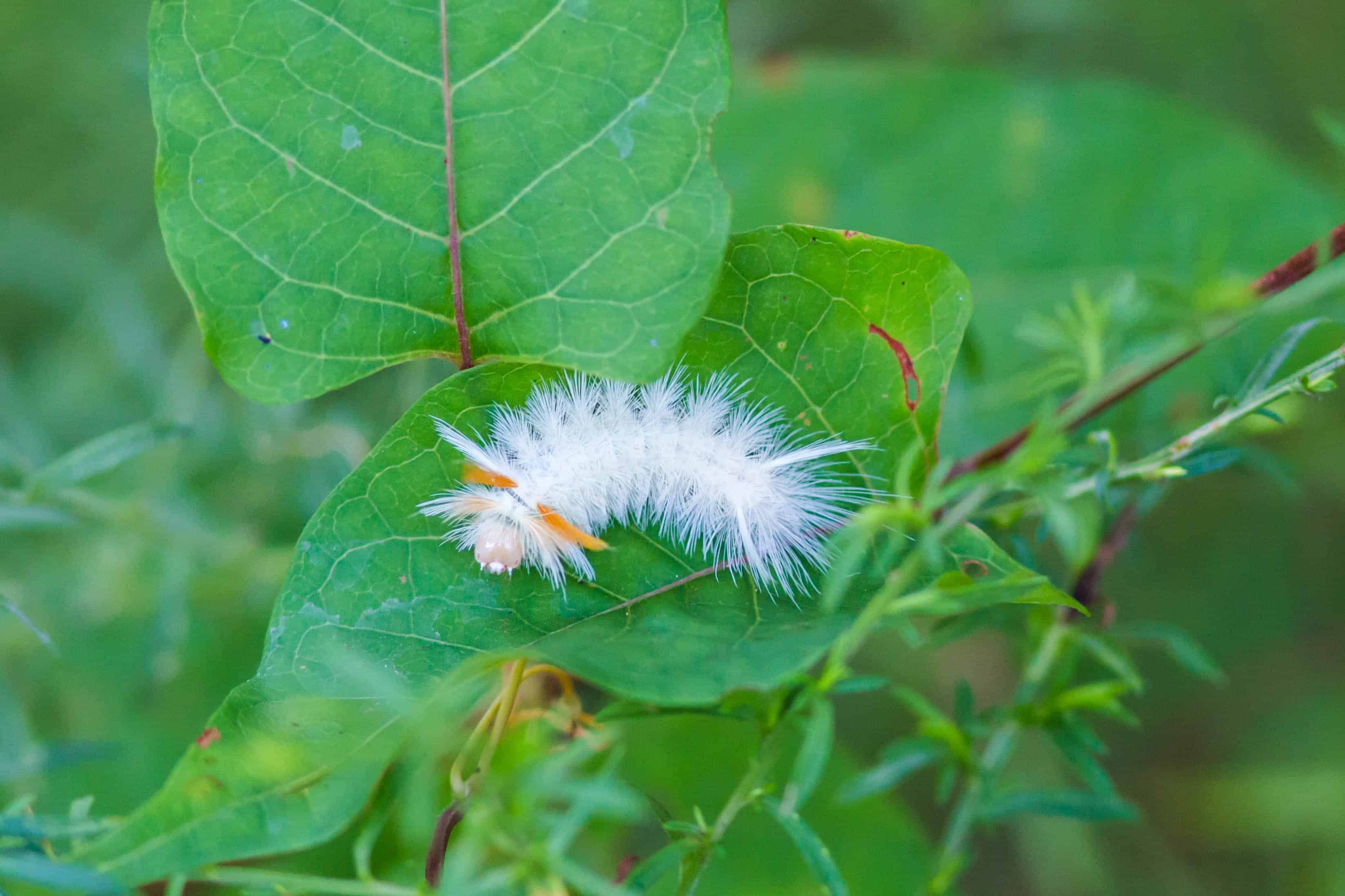 Sycamore Tussock Moth Caterpillar 