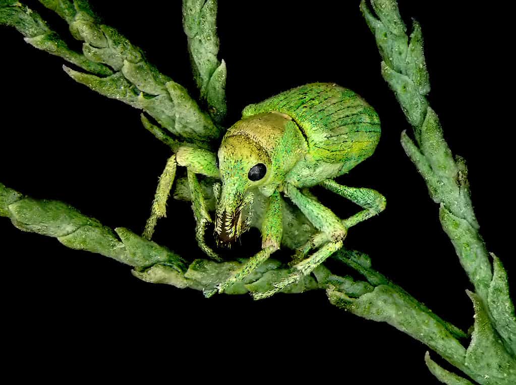 Tamarisk weevil