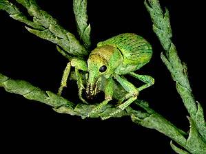 Discover 11 Types of Weevils Picture