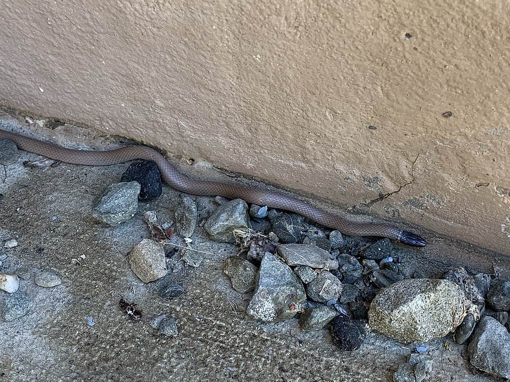 The western black-headed snake (Tantilla planiceps), also known as the California black-headed snake
