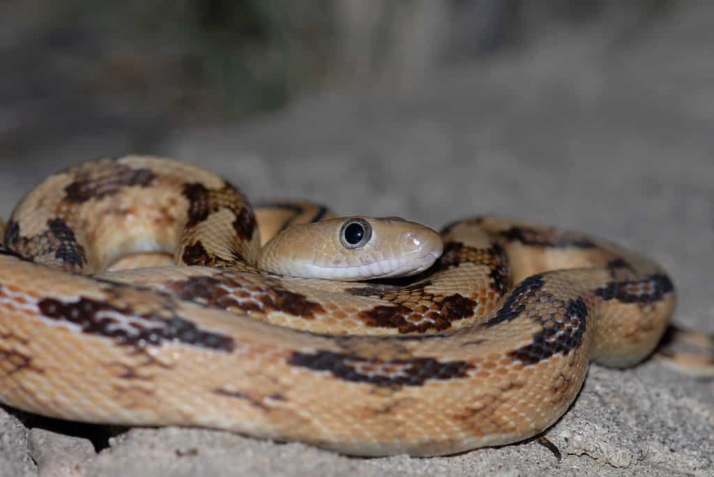 Pantherophis spiloides (Gray rat snake) - Michigan Natural Features  Inventory