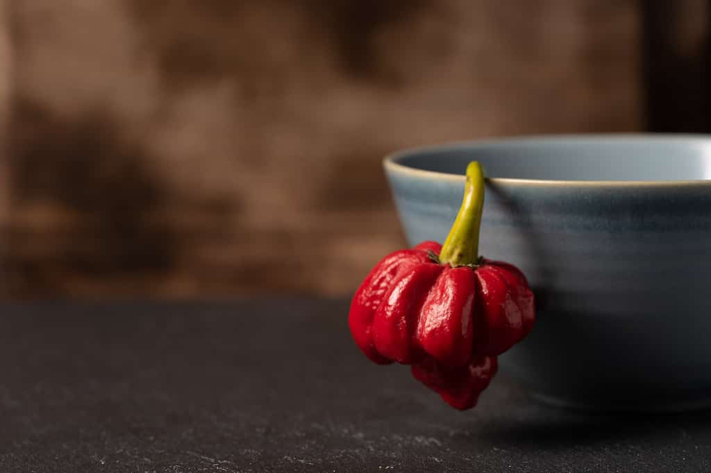 Trinidad Red Scorpion Pepper dangles over bowl