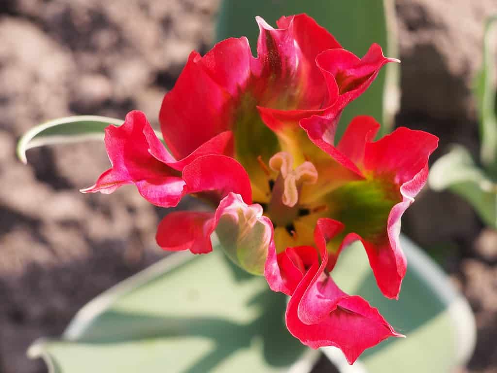 Tulipa viridiflora ‘Esperanto’