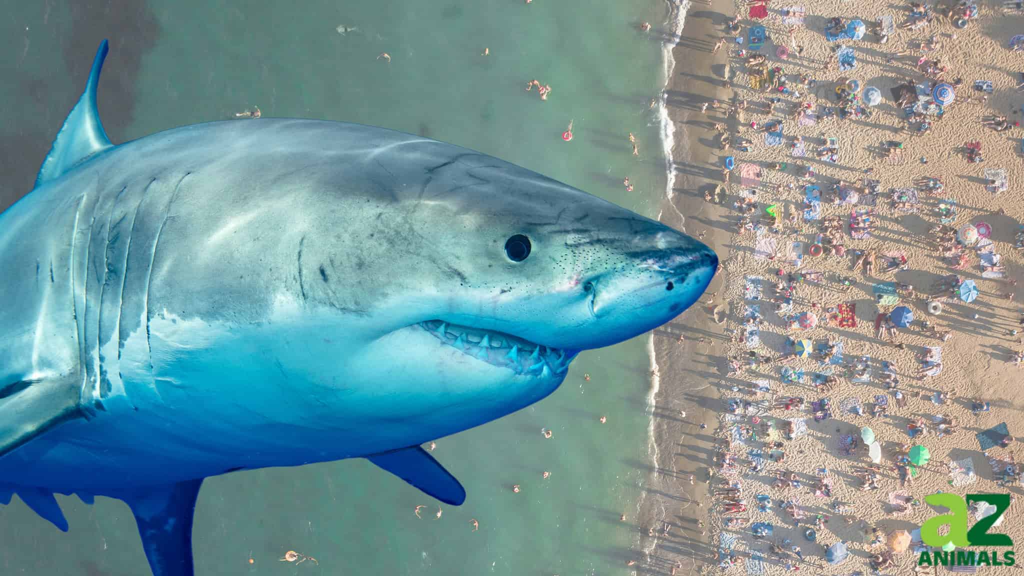 The Largest Great White Sharks Ever Found Off U.S. Waters - A-Z Animals