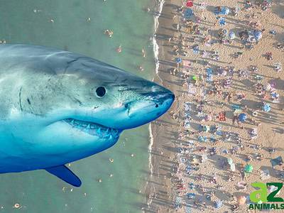 A The Largest Great White Sharks Ever Found Off U.S. Waters