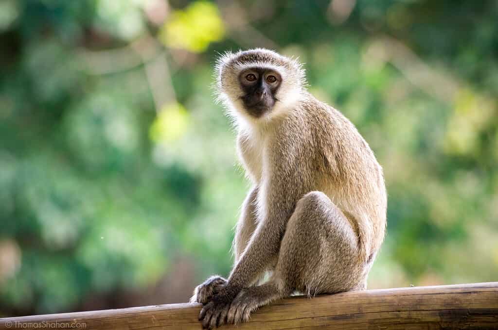 Vervet Monkey (Chlorocebus pygerythrus)