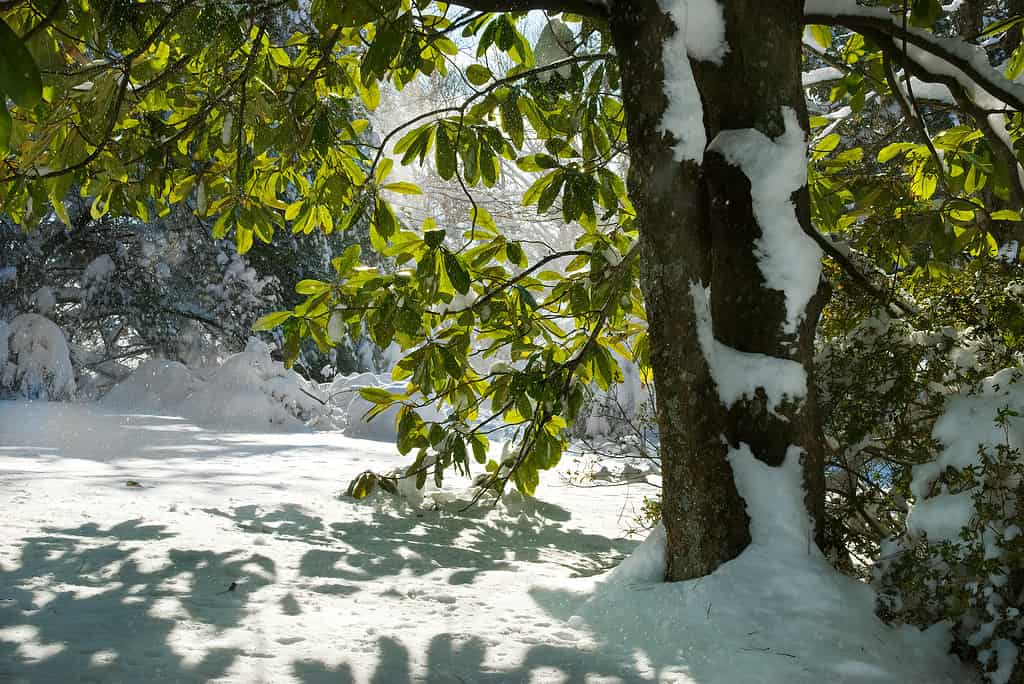 Snow in Virginia