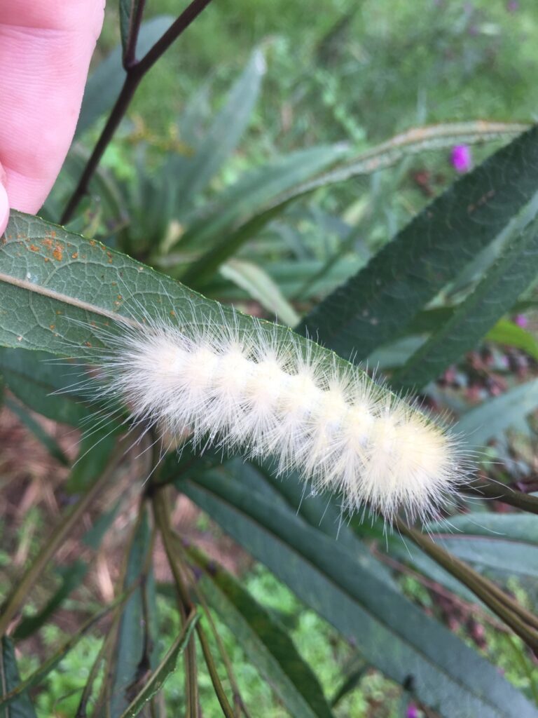 Virginian Tiger Moth (Spilosoma virginica) caterpillar