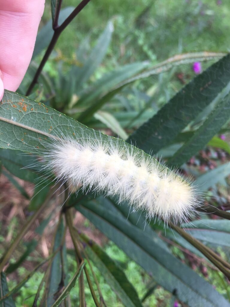 White Fluff Caterpillar? - Eriocampa juglandis 