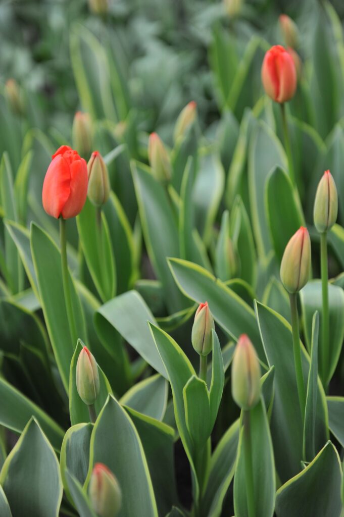 Voyager Tulip