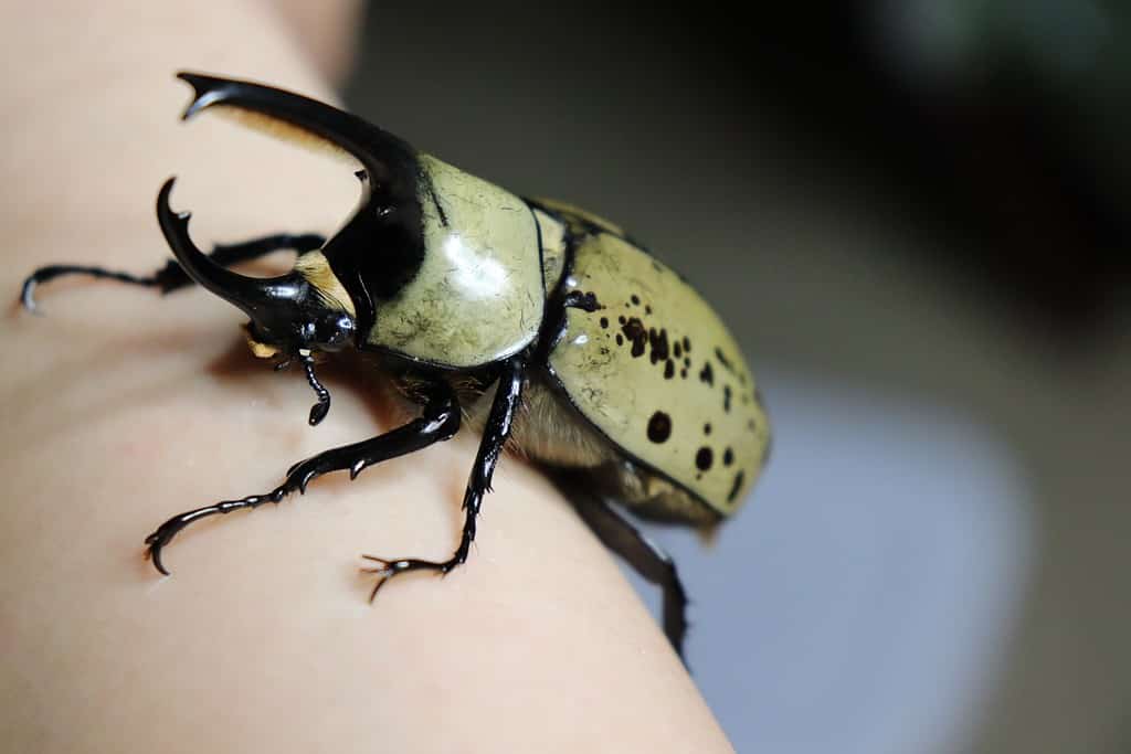 western hercules beetle