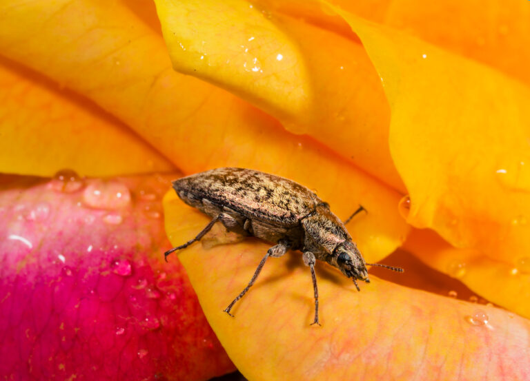 Discover 10 Types of Gray Beetles