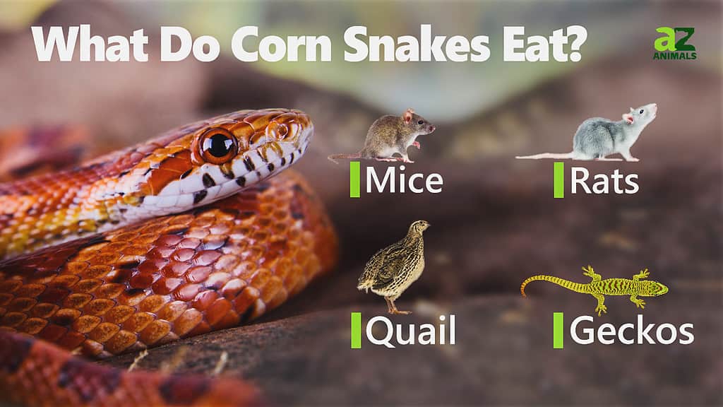 Corn Snake Animal Facts  P. guttatus - A-Z Animals