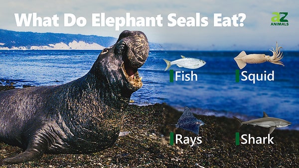 Elephant Seal - A-Z Animals