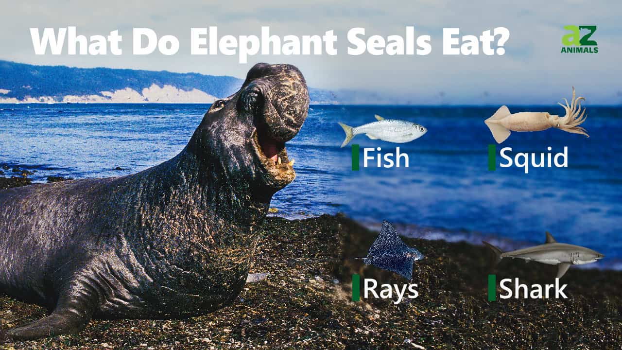 Elephant Seal - A-Z Animals