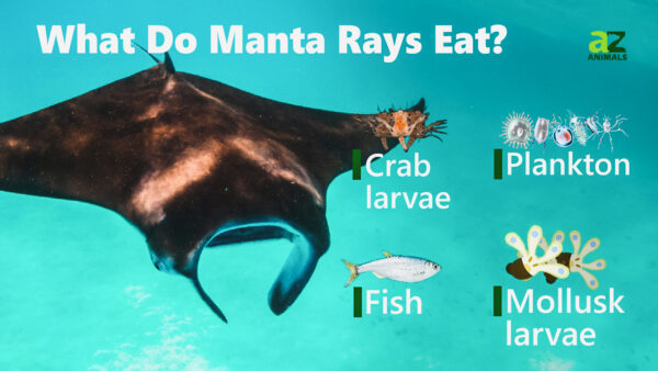 マンタは何を食べますか? | Oneechanblog