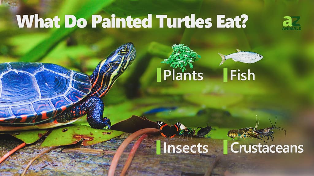 what do western painted turtles eat