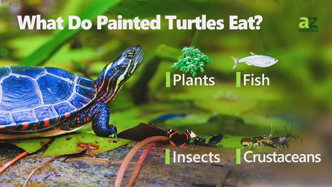 Painted Turtle AZ Animals