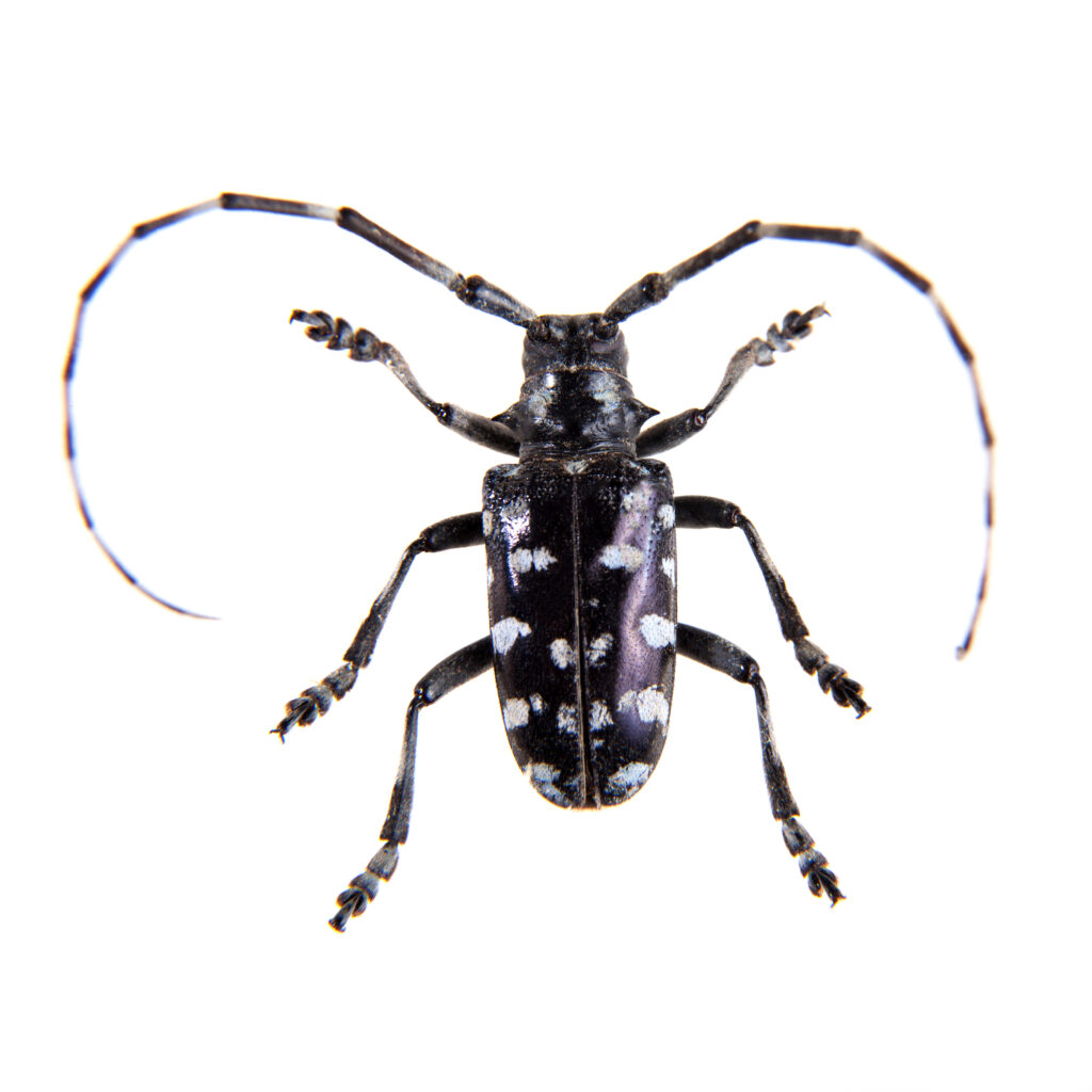 Pine sawyer beetle