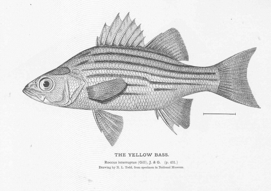 Yellow Bass Fish Facts  Morone mississippiensis - A-Z Animals