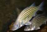 Yellow bass