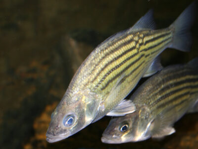 Yellow Bass Picture