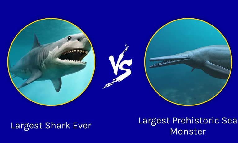 Largest Shark Ever vs Largest Prehistoric Sea Monster