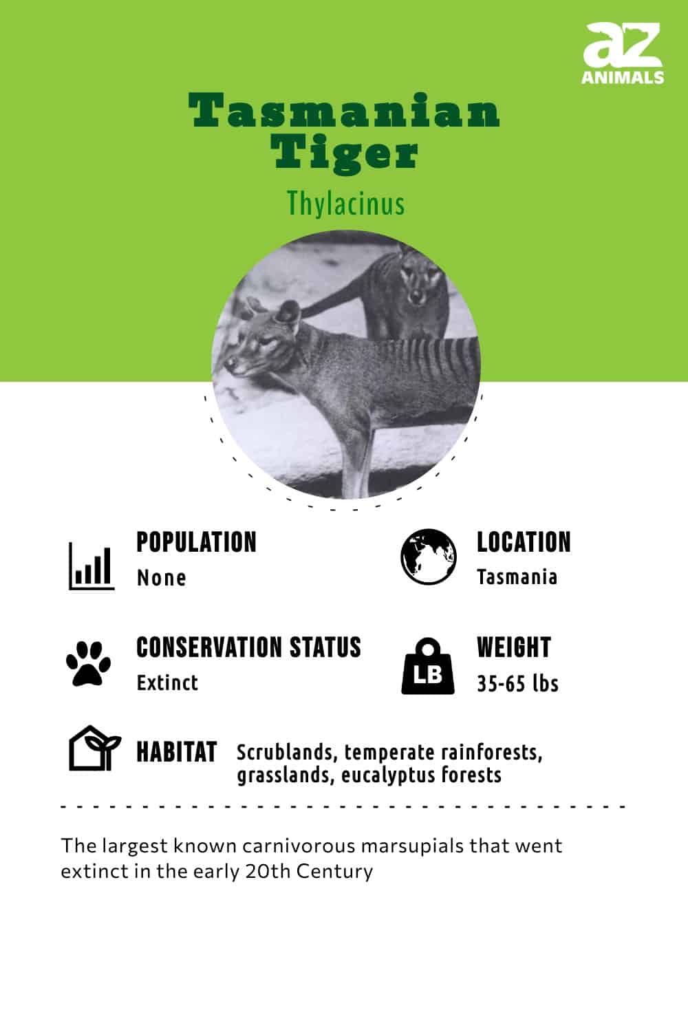 What Factors Are Blamed For The Extinction Of The Tasmanian Tiger? -  WorldAtlas