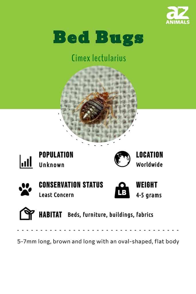 What are Bed Bugs? Bed Bug Facts & Information