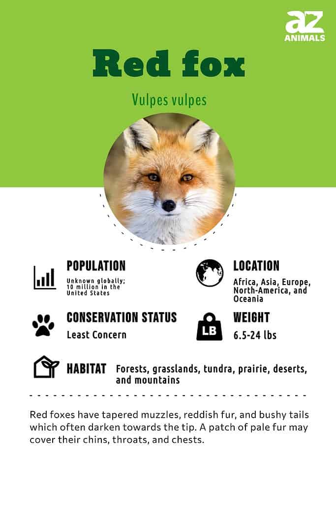 Fox Animal Facts  Vulpes vulpes - AZ Animals