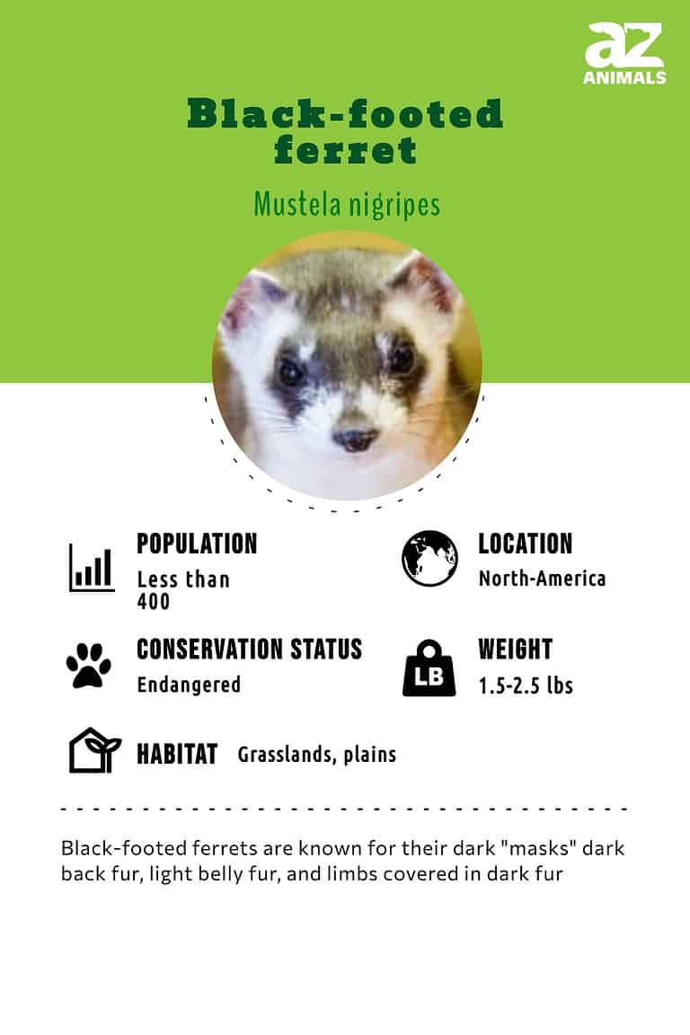 BlackFooted Ferret AZ Animals