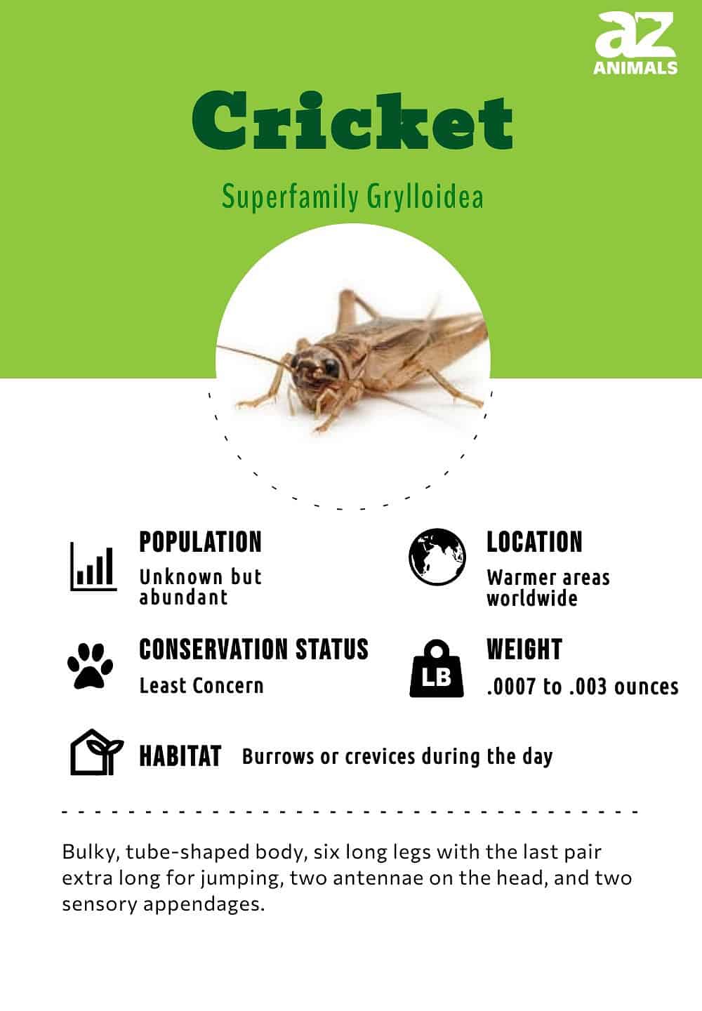 cricket insect