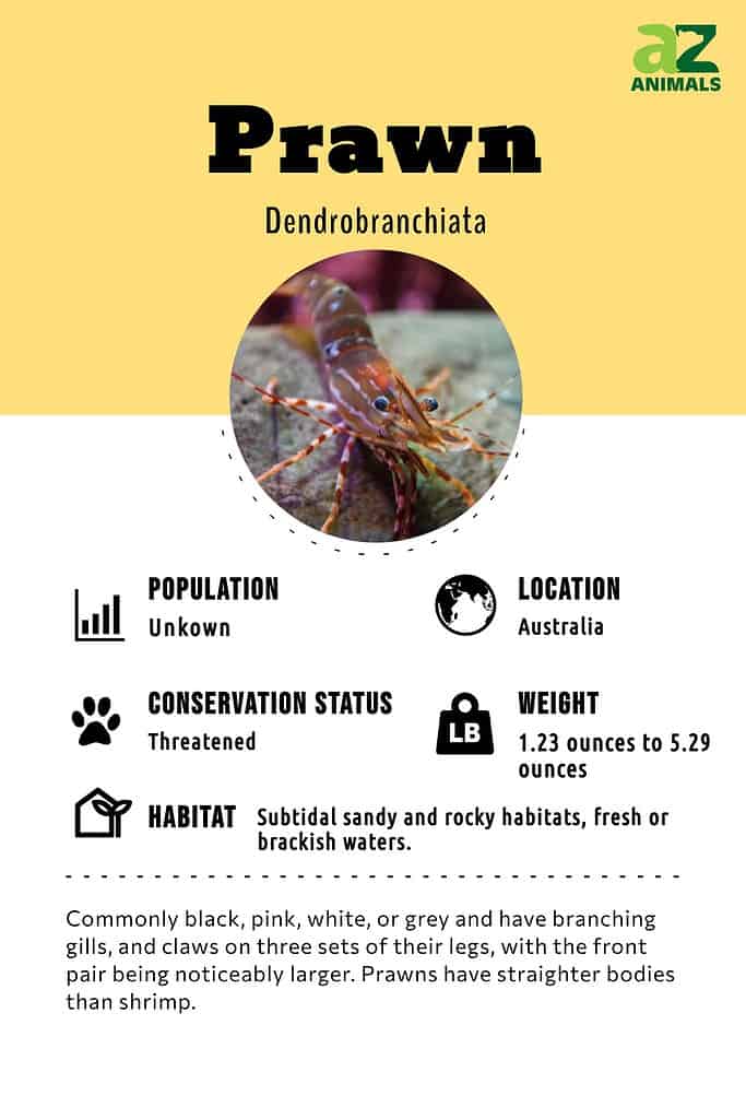 Prawn Animal Facts  Dendrobranchiata - A-Z Animals