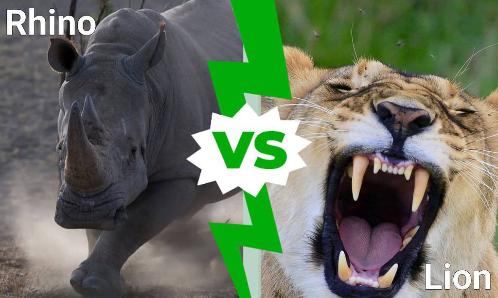 Rhino vs Lion