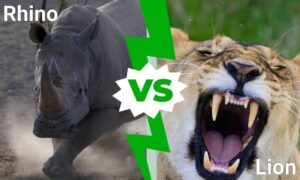 Discover Who Emerges Victorious in an Epic Rhino vs. Lion Battle Picture