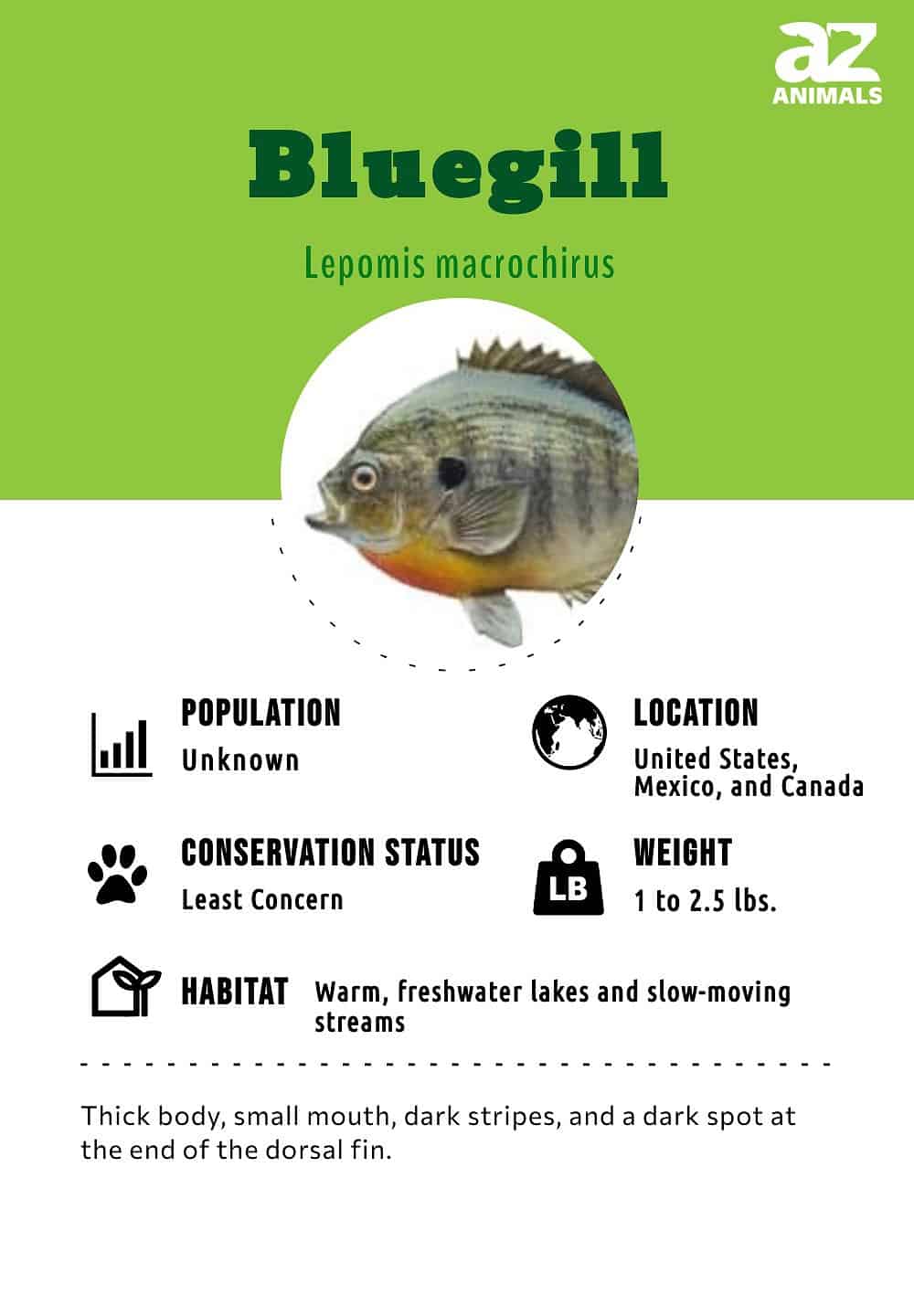 Bluegill Lepomis macrochirus