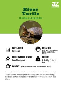 River Turtle - A-Z Animals