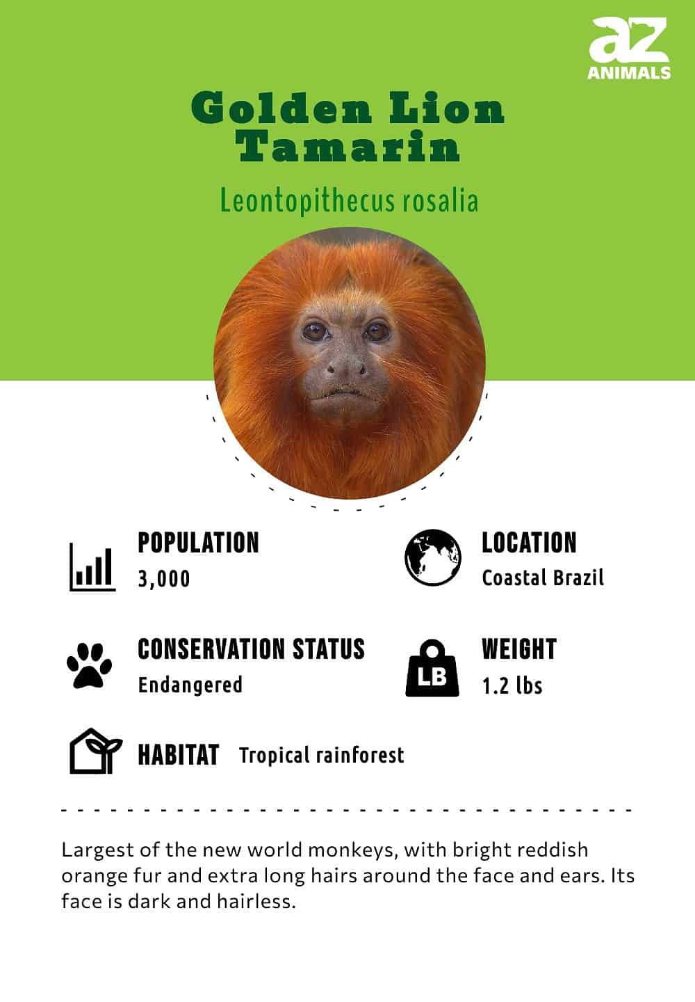 Golden Lion Tamarin Animal Facts  Leontopithecus rosalia - A-Z Animals