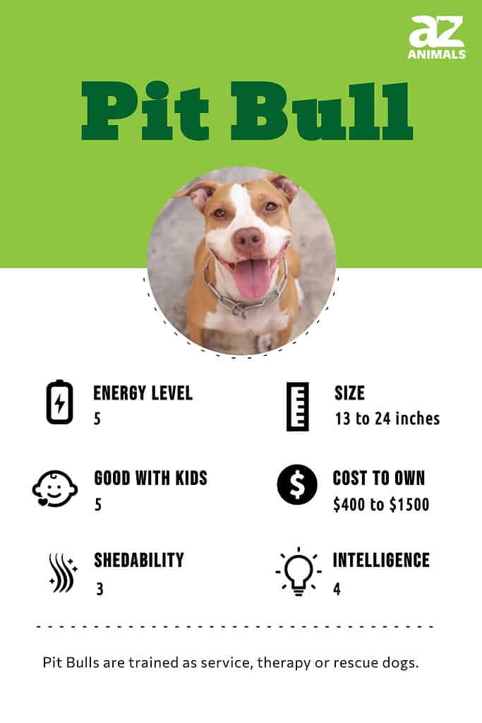 Pit Bull Dog Breed Complete Guide - A-Z Animals