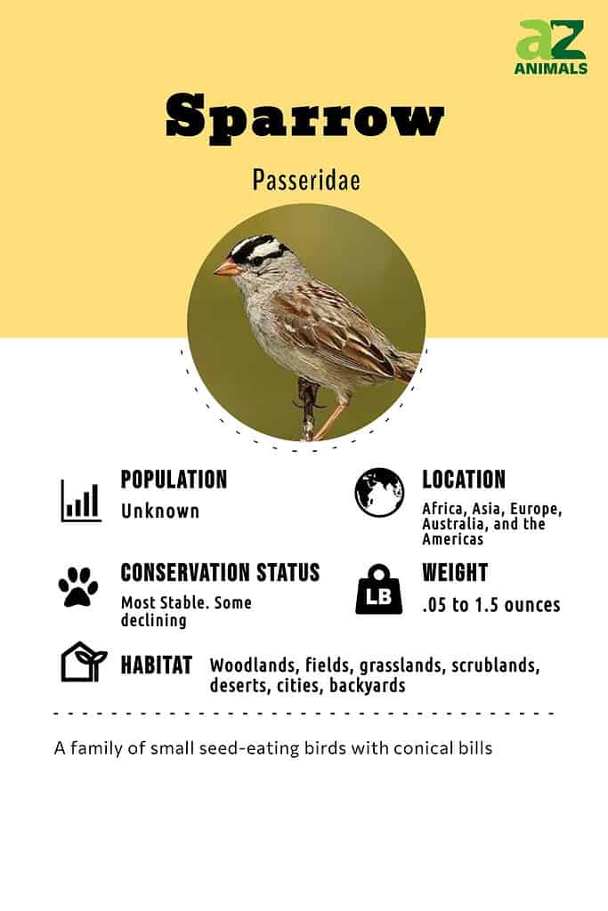 Sparrow infographic