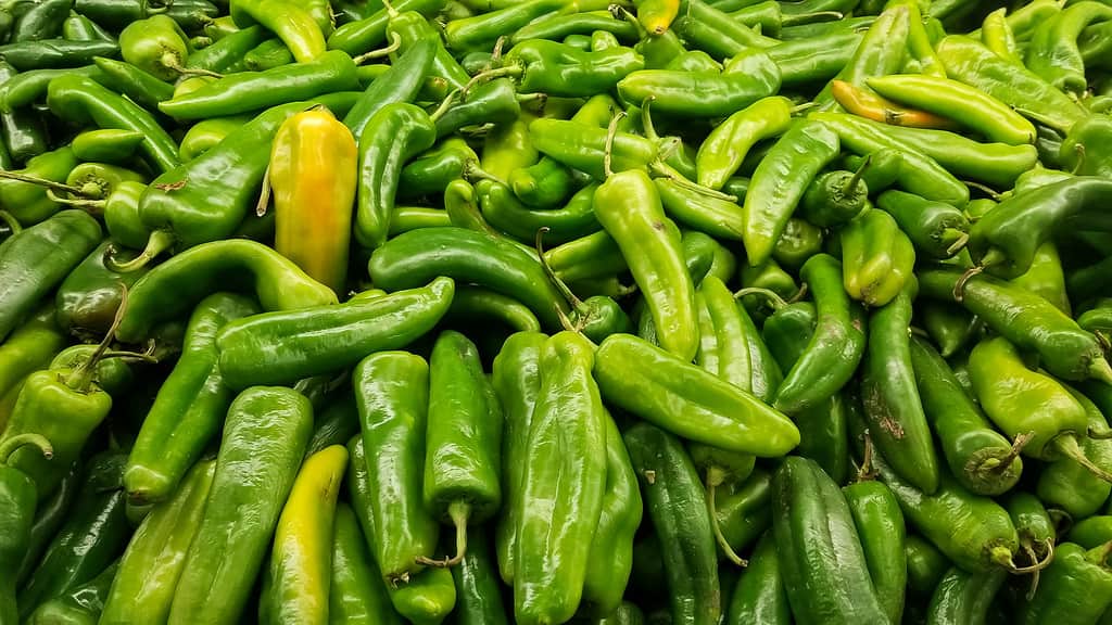 An array of green Anaheim peppers