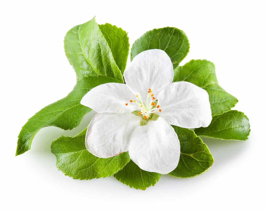 Apple Blossom flower on a white background